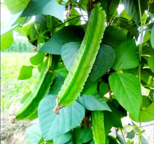 南方小眾蔬菜，北方人少見(jiàn)，卻全身是寶，你認(rèn)識(shí)嗎？